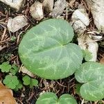 Cyclamen purpurascens Leaf