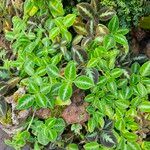 Episcia lilacina Hábito