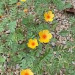 Kallstroemia grandiflora