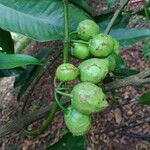 Garcinia cochinchinensis ഫലം