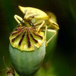 Papaver rhoeas Плод