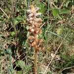 Orobanche minor Plante entière