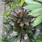 Neoregelia farinosa Fuelha