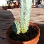 Pilosocereus pachycladus ഇല