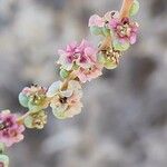 Salsola drummondii Flower