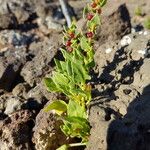 Patellifolia procumbens Frugt