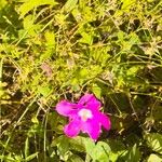 Callirhoe digitata Flower