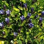 Gentiana calycosa Агульны выгляд