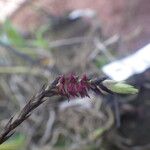 Bulbophyllum cochleatum