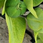 Euphorbia lathyris 果實