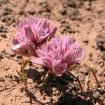 Allium parvum Λουλούδι