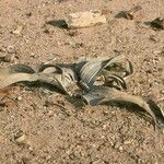 Welwitschia mirabilis Habitus