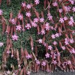 Saponaria sicula Flor