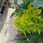 Coleus barbatus Õis