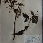 Clematis connata Otro