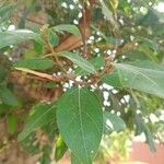 Ficus racemosa Folha