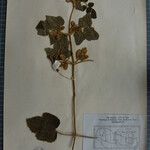 Clematis buchananiana Altres