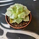 Echeveria purpusiorum Leaf