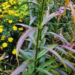 Physostegia virginiana Leaf