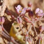 Polycarpaea robbairea Kvet