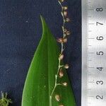 Pleurothallis longipedicellata