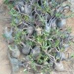 Pachypodium rosulatum পাতা