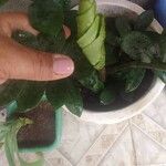 Zamioculcas zamiifoliaLeaf