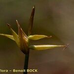 Carex pauciflora Ovoce