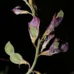 Hedysarum naudinianum Цвят