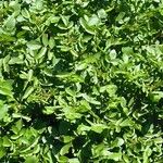 Nasturtium microphyllum Blad