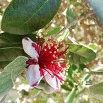 Feijoa sellowianaFlower