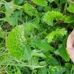 Brassica juncea Levél