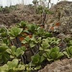 Aeonium glutinosum Habitus