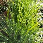 Crocus sativus Likasa