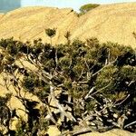 Libocedrus chevalieri Habit