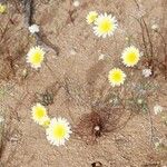 Malacothrix glabrata Flower