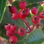 Photinia × fraseri Fruit