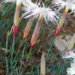 Dianthus crinitus Цвят