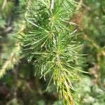 Larix occidentalis Hoja