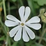 Silene noctiflora Blüte