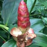 Costus woodsonii फल