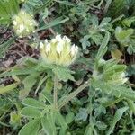 Anthyllis cornicina 花