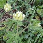 Hymenocarpos cornicinus Blüte