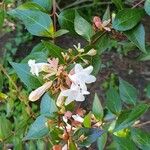 Abelia chinensisBlüte