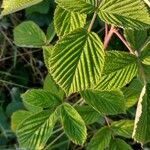 Rubus divaricatus Leaf