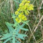 Euphorbia saratoi Blüte
