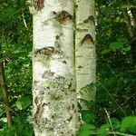 Betula pubescens Bark