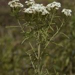 Stevia serrata Celota