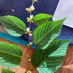 Melochia nodiflora Hoja