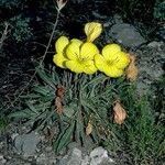 Oenothera howardii ᱛᱟᱦᱮᱸ